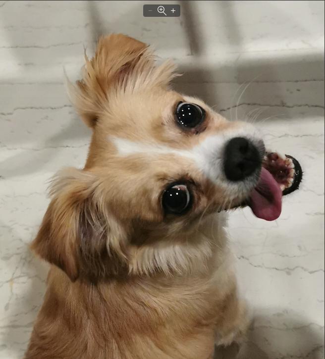Natasa's pet